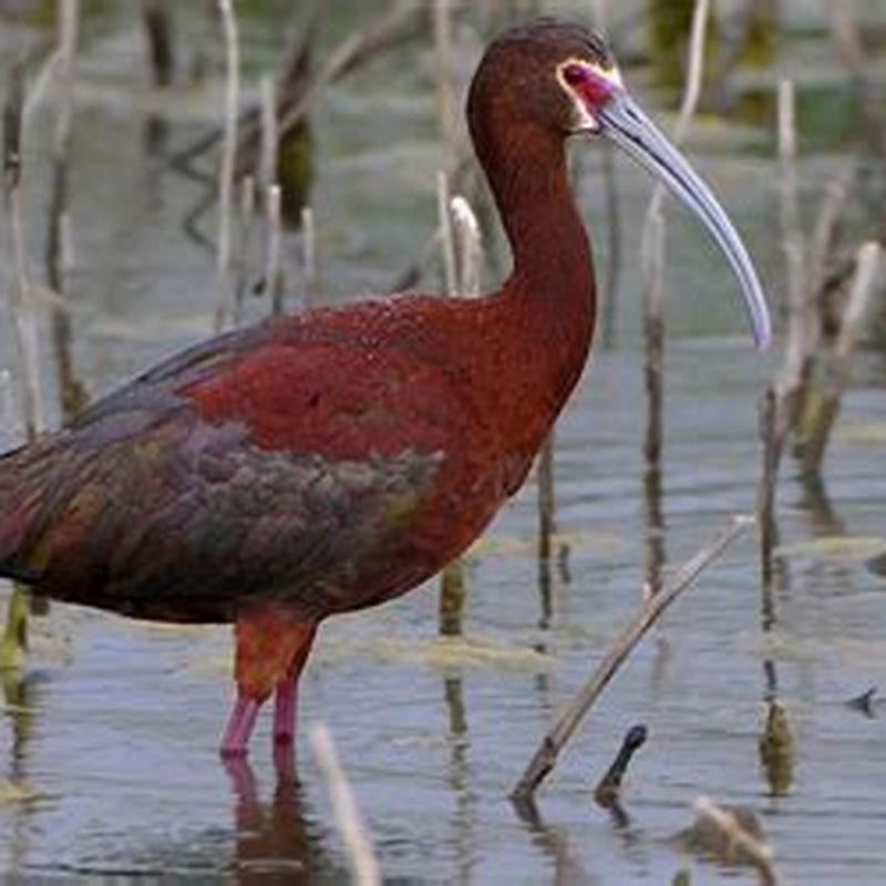 What does a white-faced ibis eat?