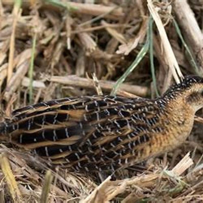 What does a yellow rail look like?