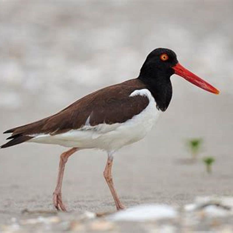 what-does-an-american-oystercatcher-eat-diy-seattle