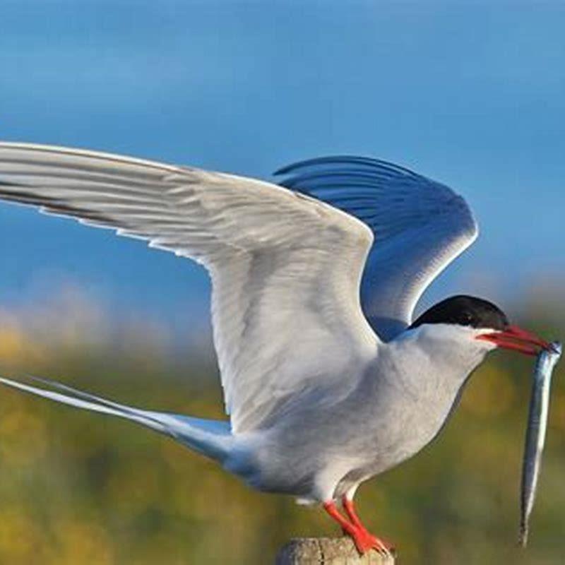 What does an Arctic tern feed on?