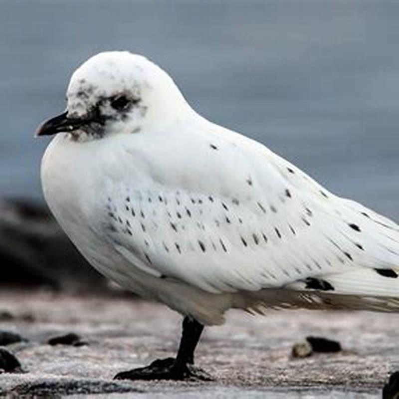 What does an Ivory Gull look like? - DIY Seattle