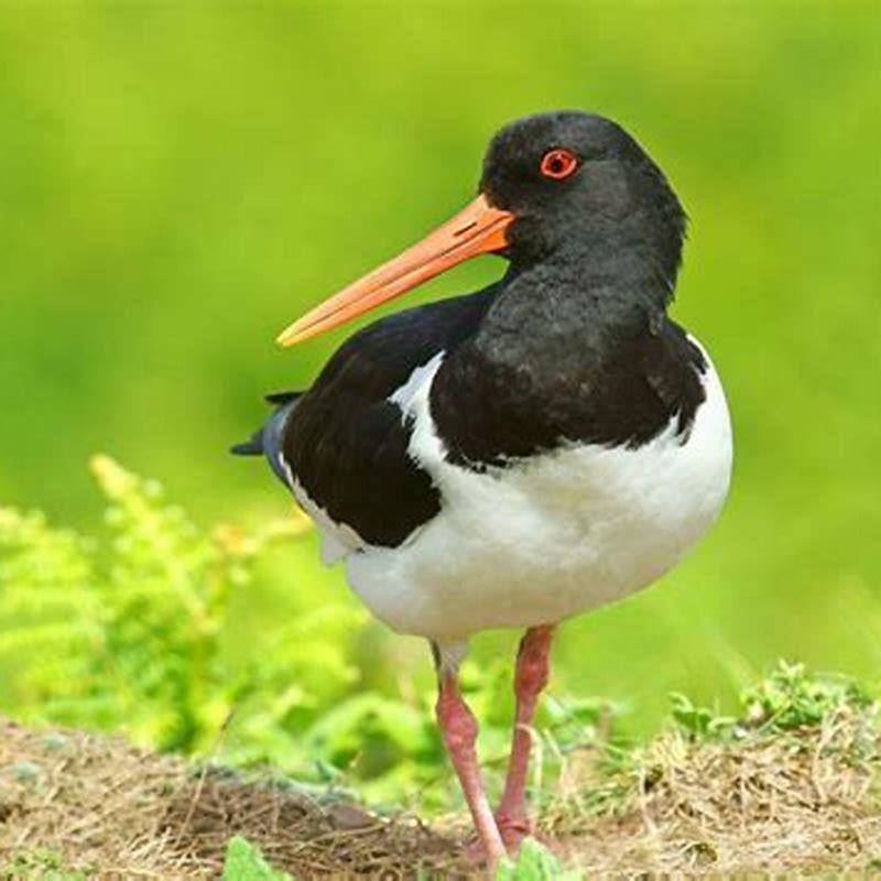 What does an oystercatcher eat?