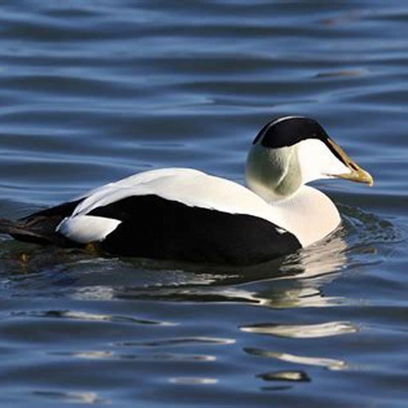 What does eider mean? - DIY Seattle