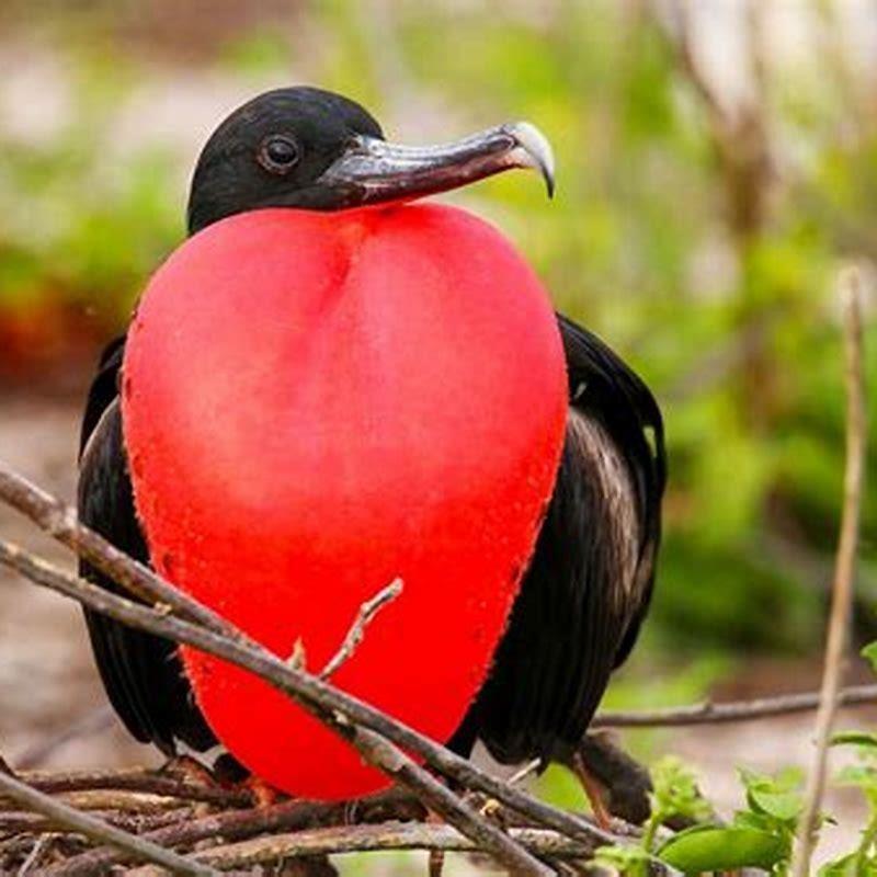What does frigate bird eat?