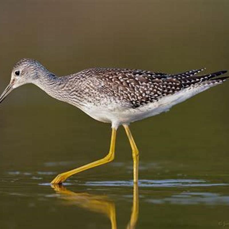 What does Greater Yellowlegs eat?