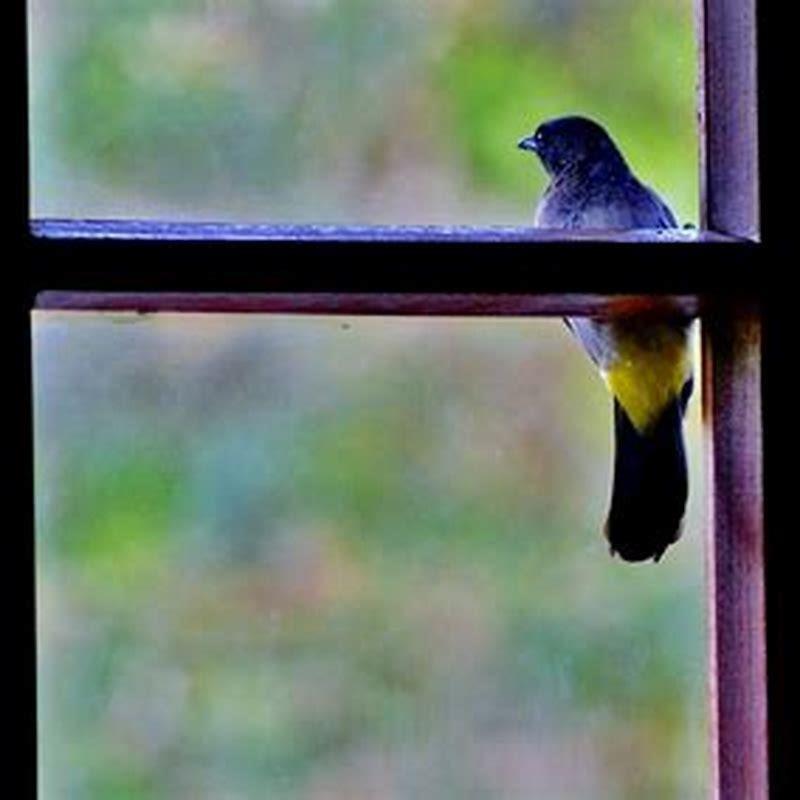 What does it mean when a bird is in your garage?