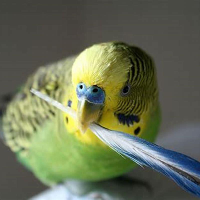 What does it mean when a bird is moulting?