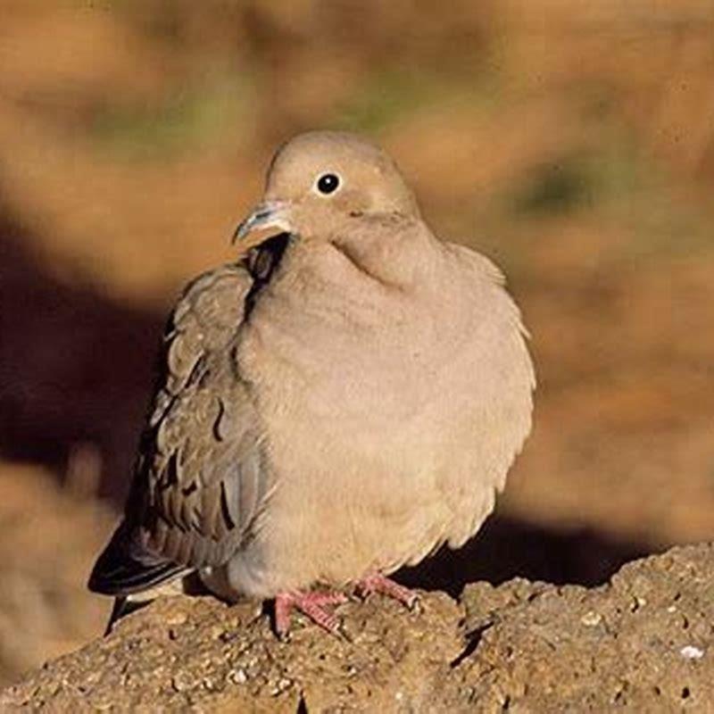 What does it mean when a white pigeon visits you?