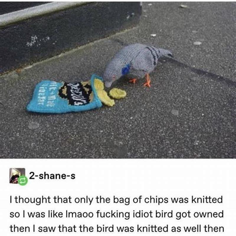 What does it mean when birds follow you?