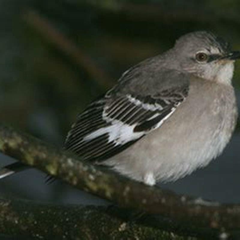 What does it mean when birds sing at night?