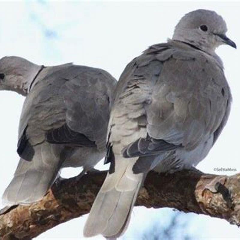 What does it mean when you see a White-winged Dove?