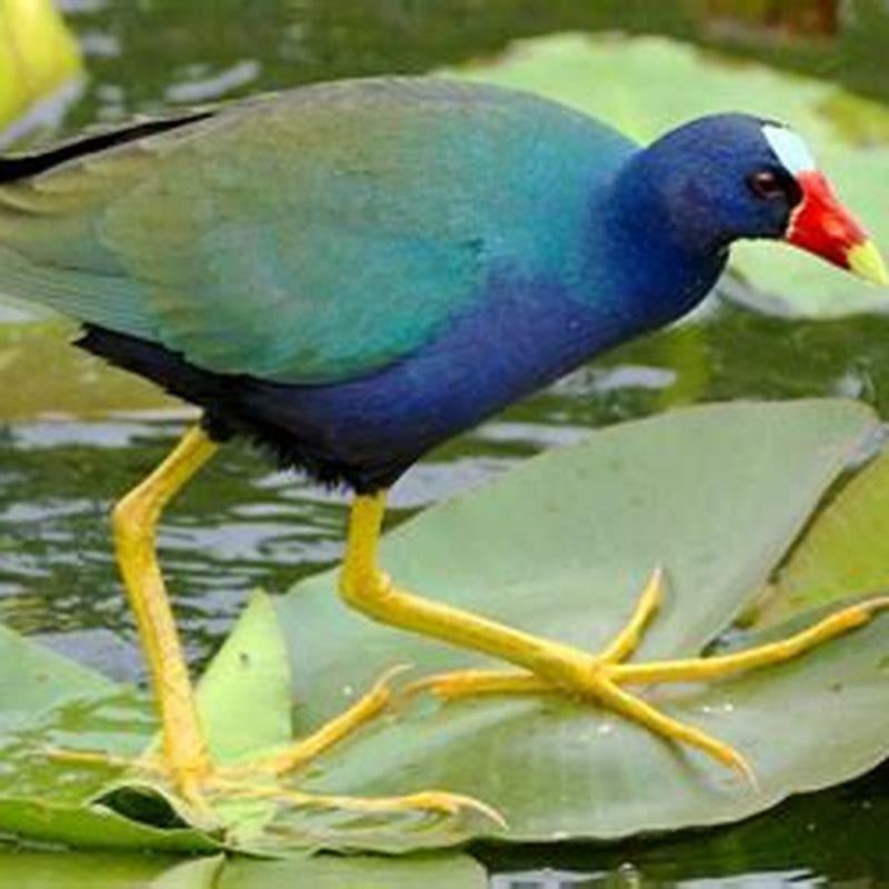 What does purple gallinule eat?