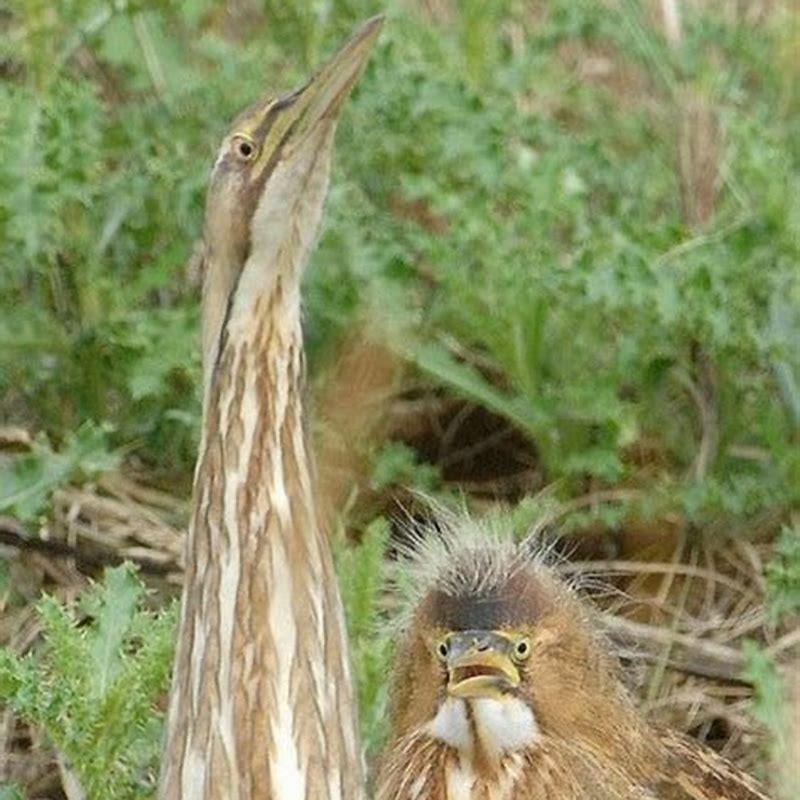 What does the bittern eat?