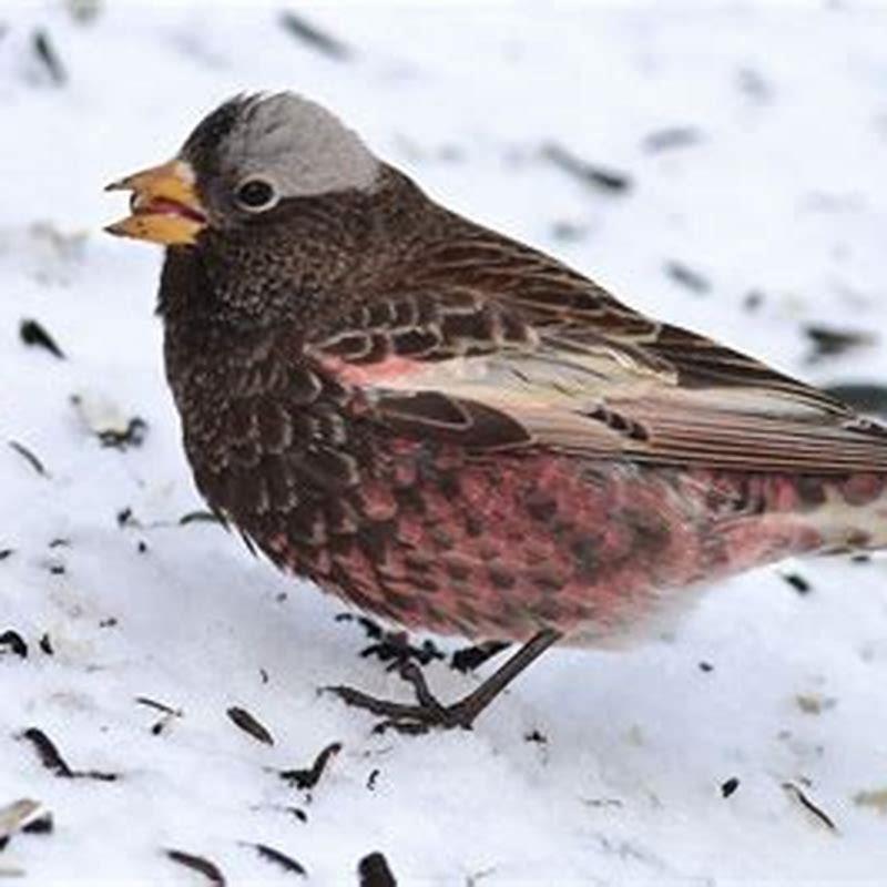 What does the black rosy finch eat?