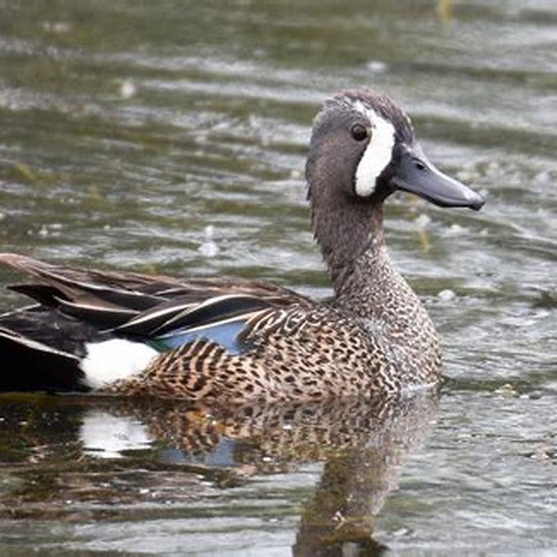 What does the blue-winged teal eat? - DIY Seattle