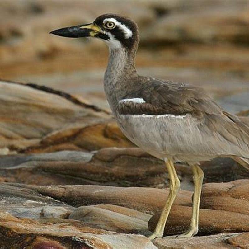 What does the curlew bird look like? - DIY Seattle