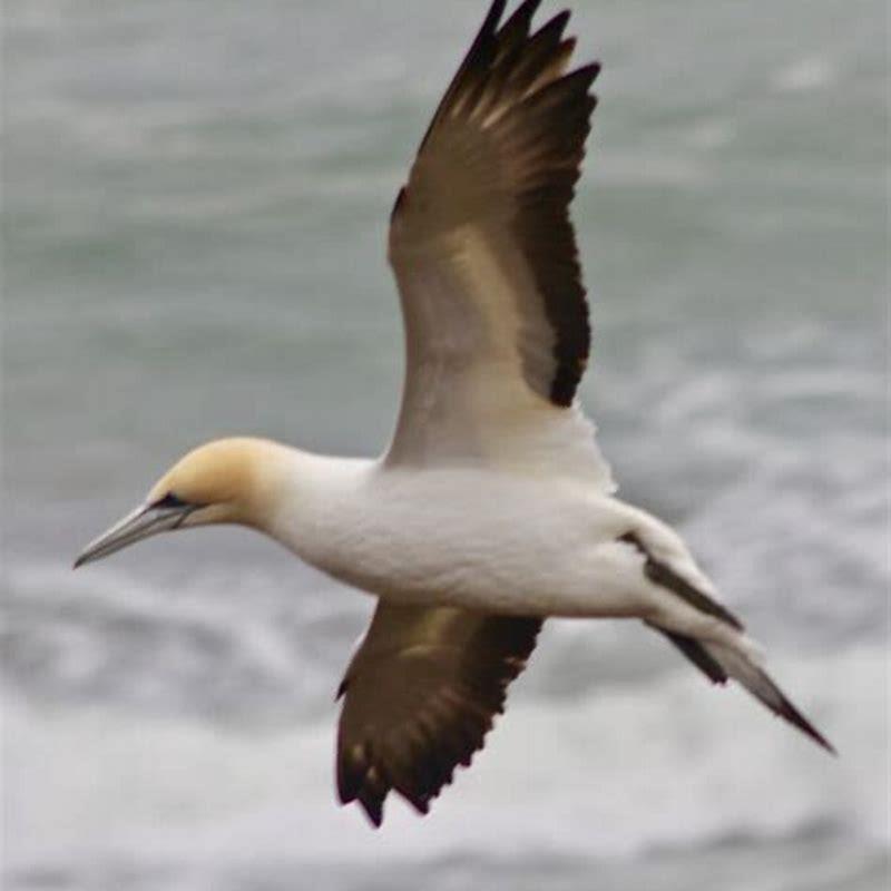 what-does-the-gannet-bird-eat-diy-seattle