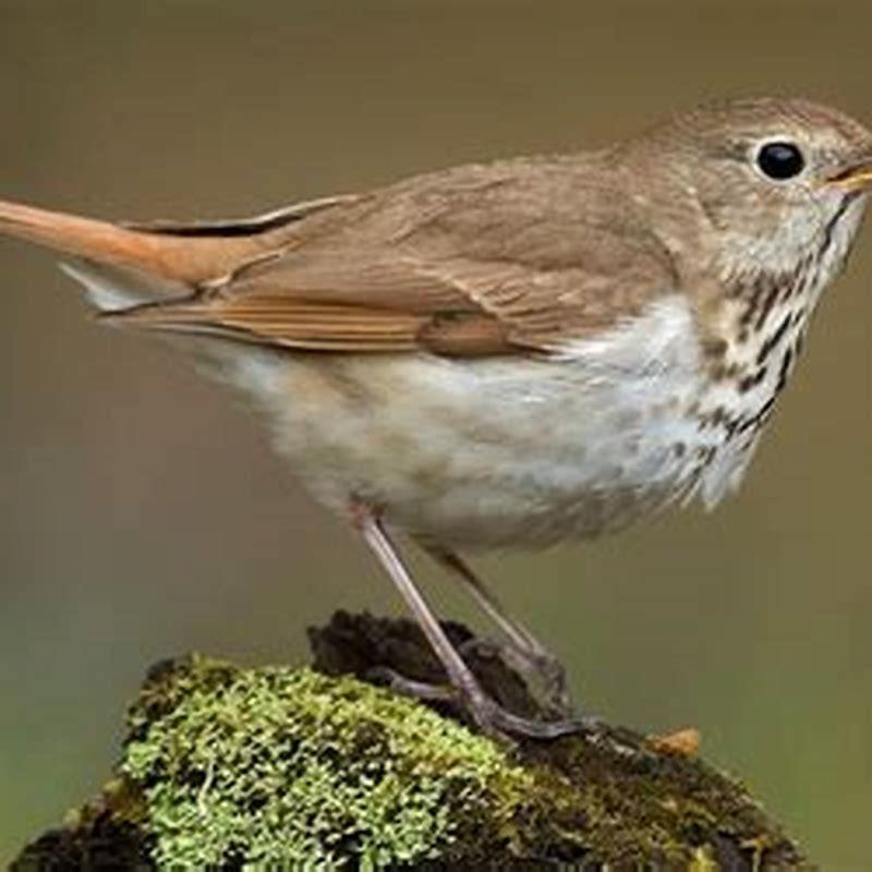 what-does-the-hermit-thrush-look-like-diy-seattle