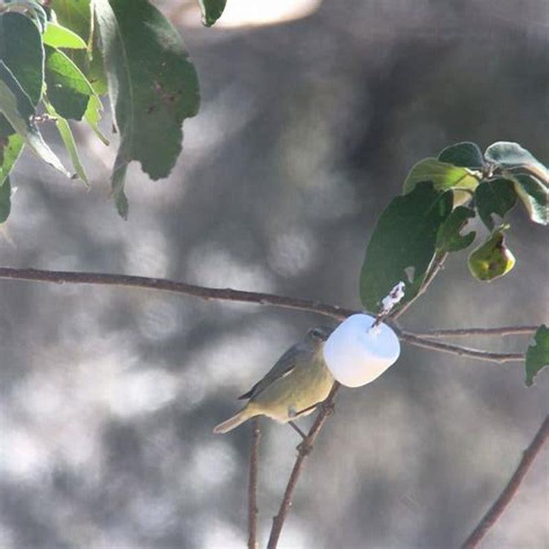 What does the orange-crowned warbler eat?