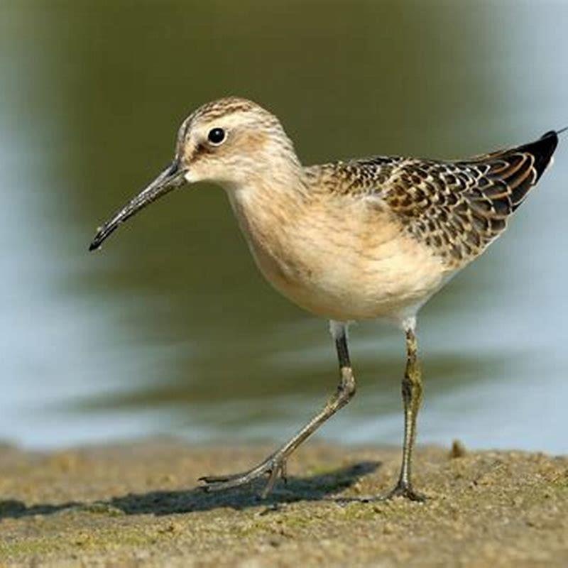 What does the sandpiper bird eat?