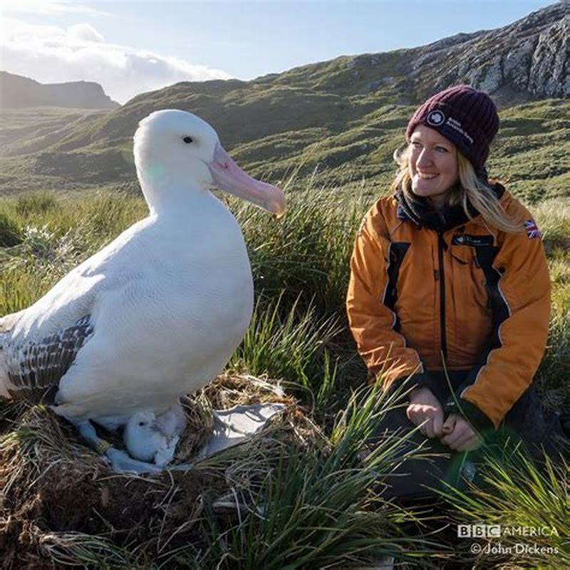 What does wandering albatross mean?