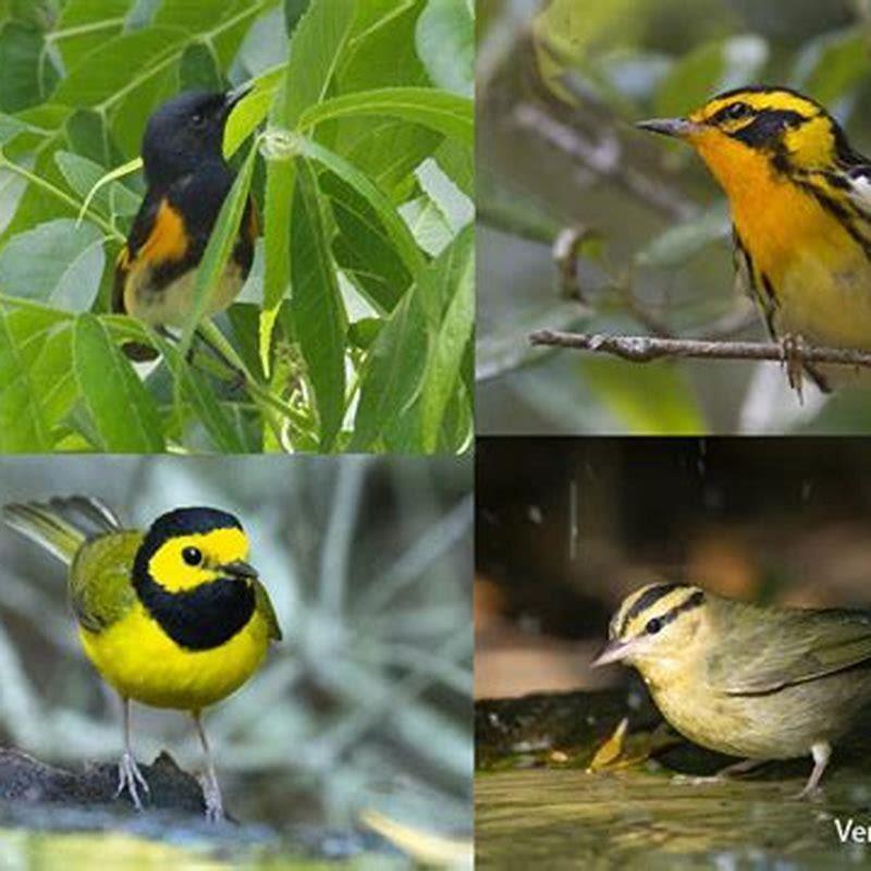 What does warbler most likely eat? - DIY Seattle