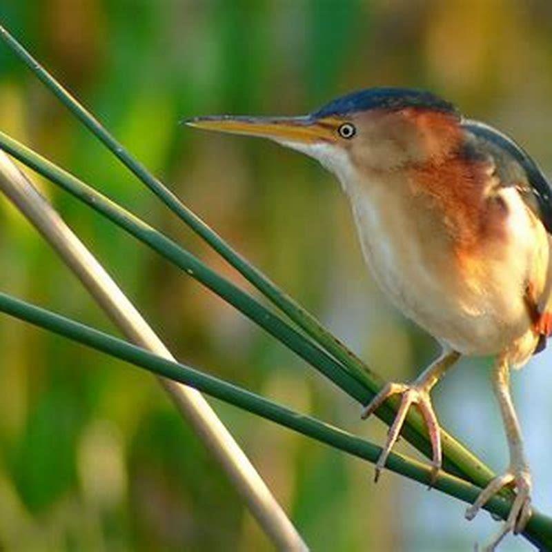 What does yellow bittern eat?