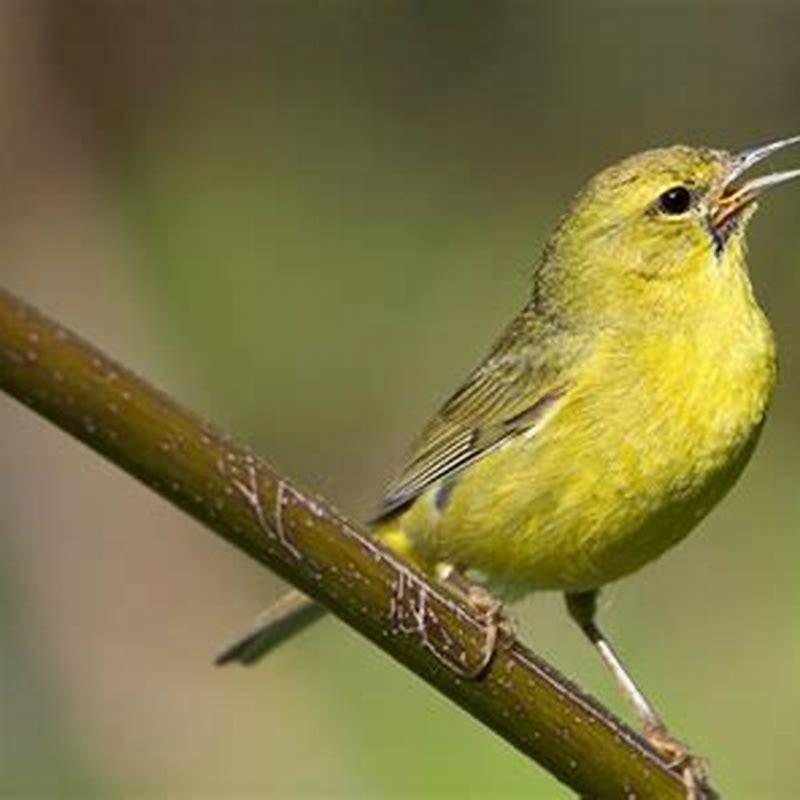 What eats orange-crowned warbler?