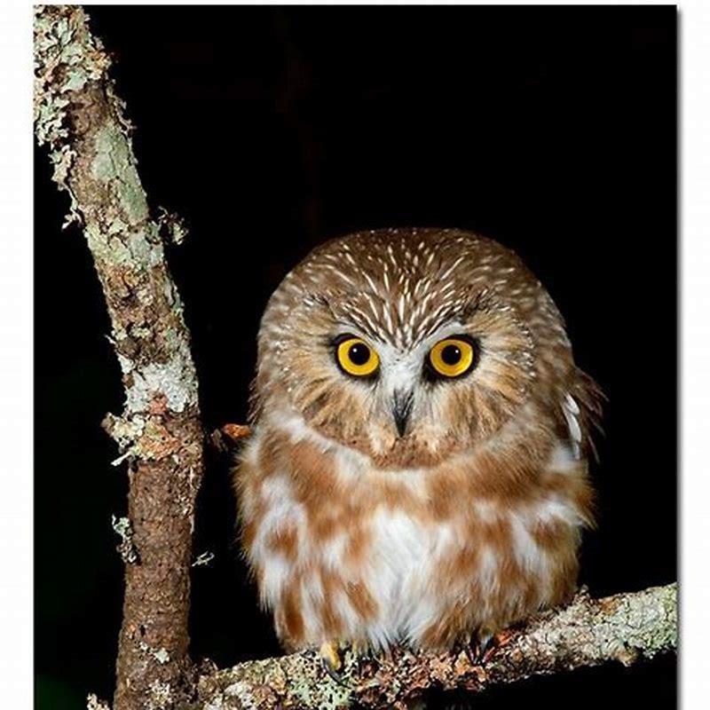 What eats the Northern Saw-whet Owl?