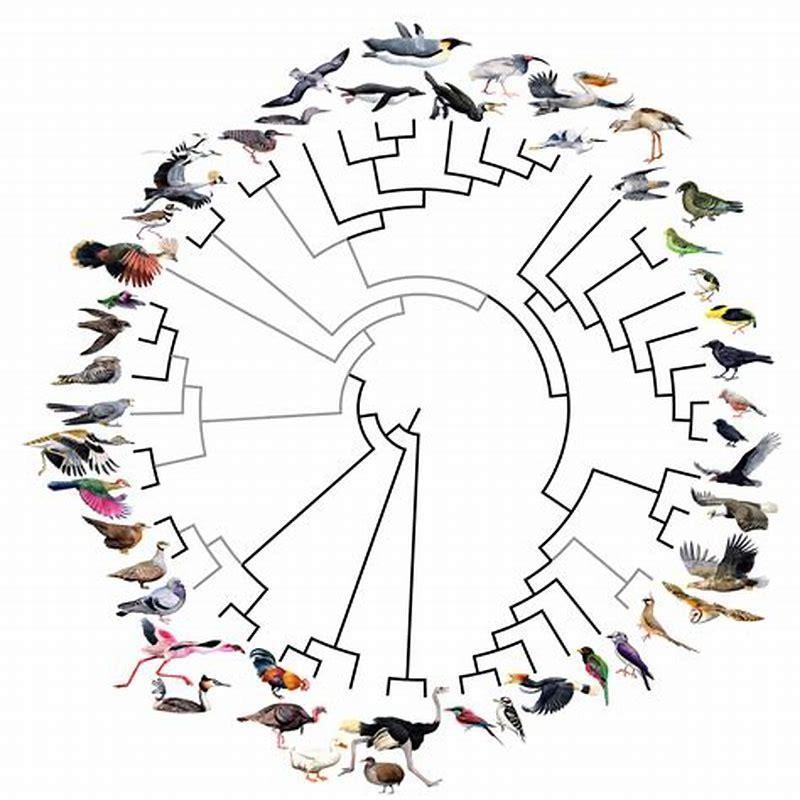 What family did birds evolve from?