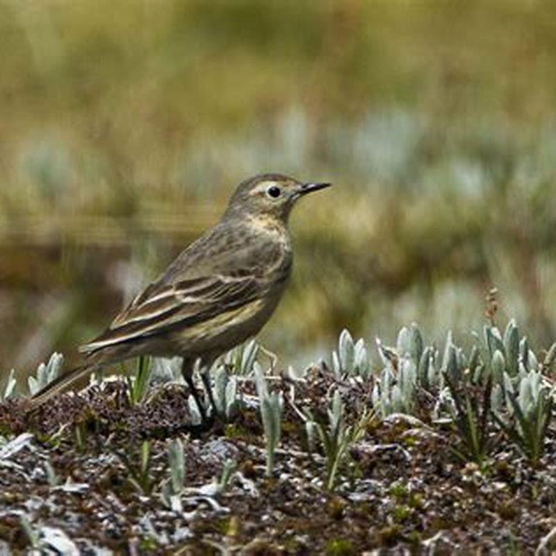 What family is the American pipit in?