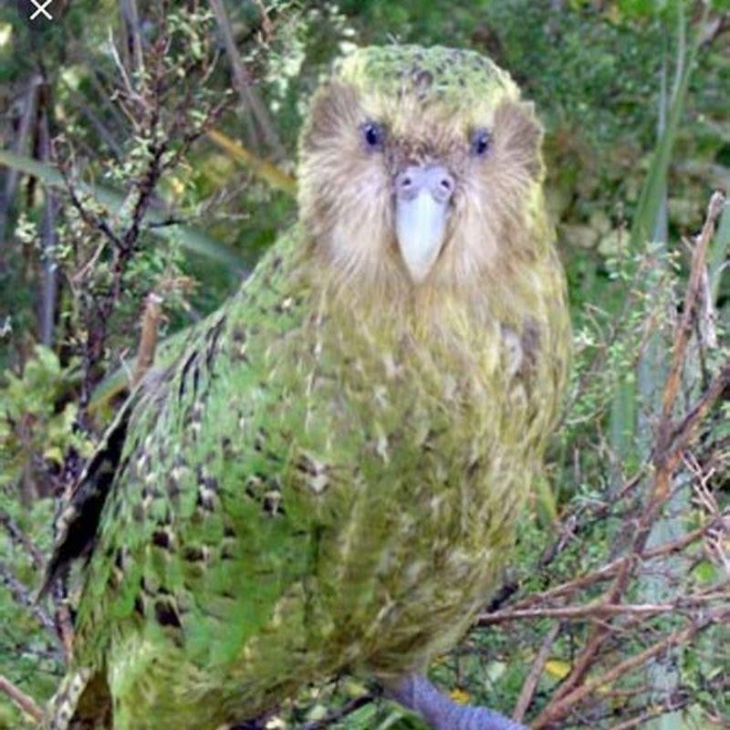 What family is the Kakapo in?