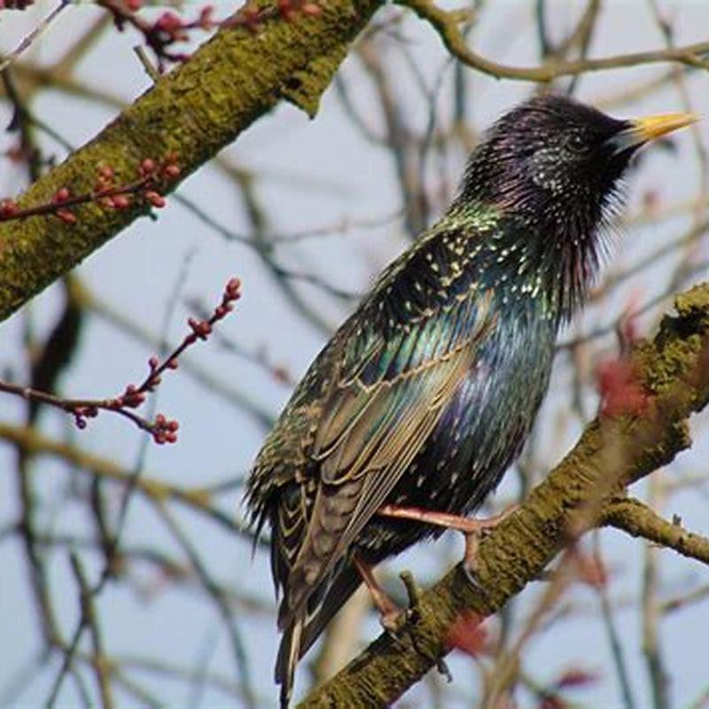What food can I put out for starlings?