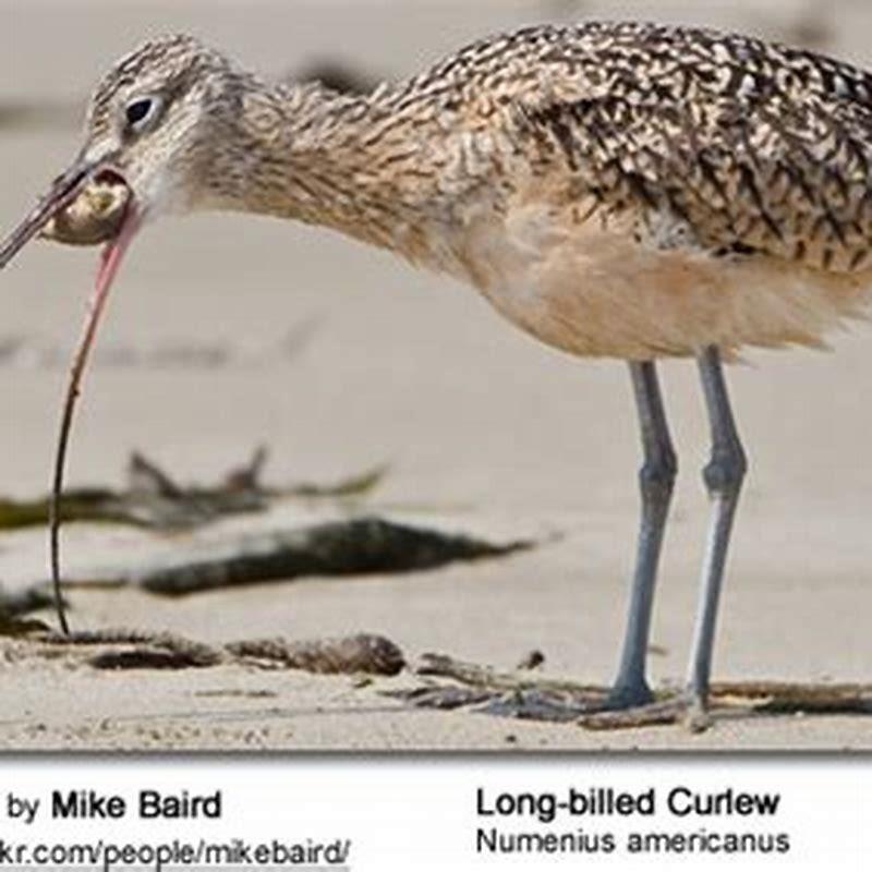 What food do curlews eat?