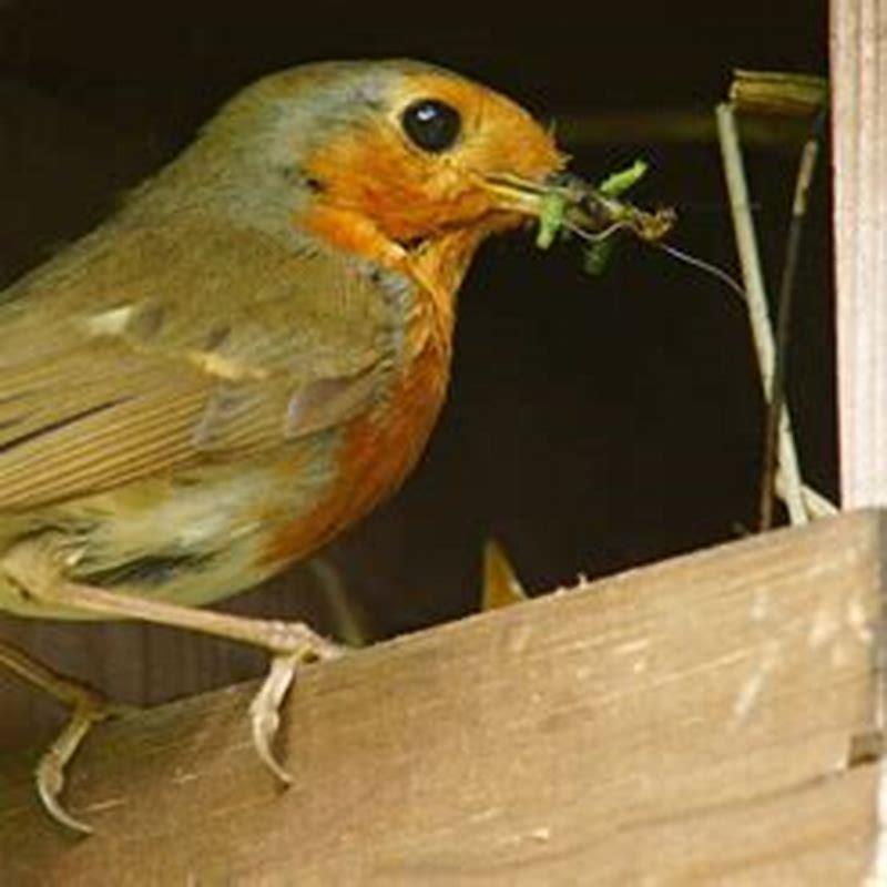 What garden pests do birds eat?