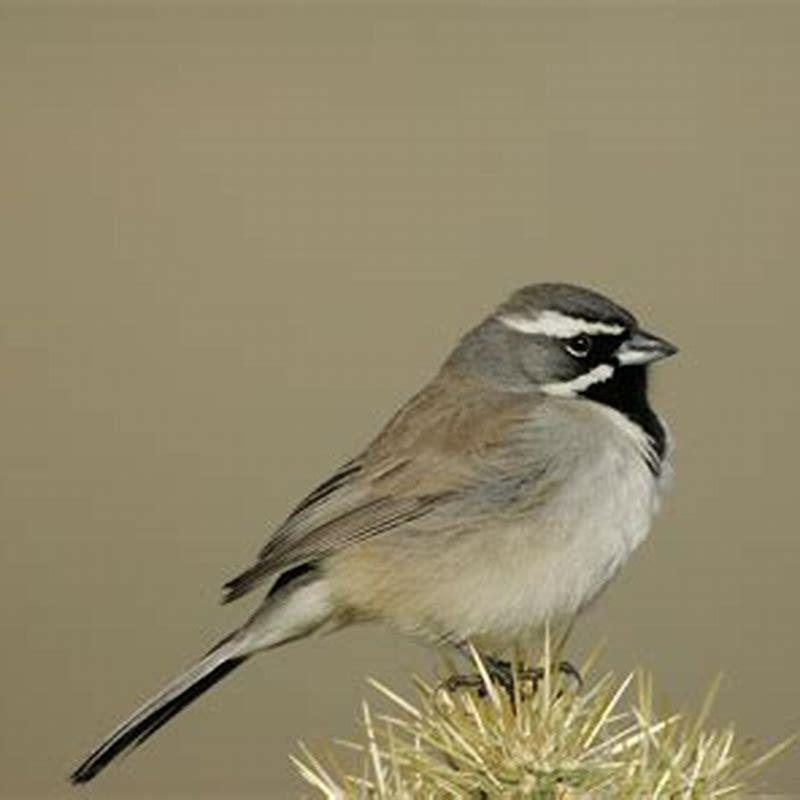 What is a Black Sparrow?