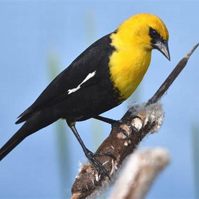 What is a blackbird with a yellow head?