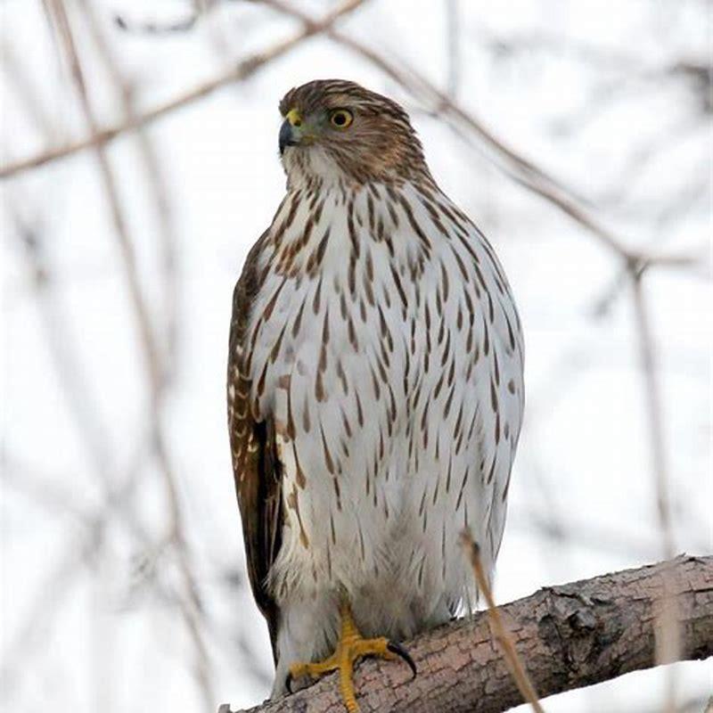 What is a Cooper’s hawk favorite food?