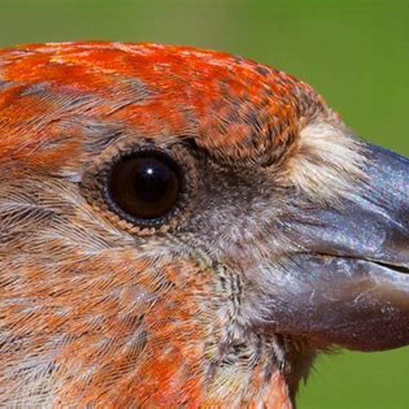 What is a crossbill beak for?