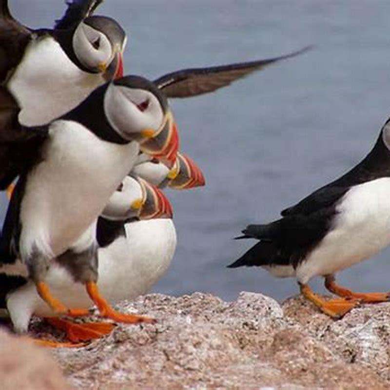 What is a female puffin called?