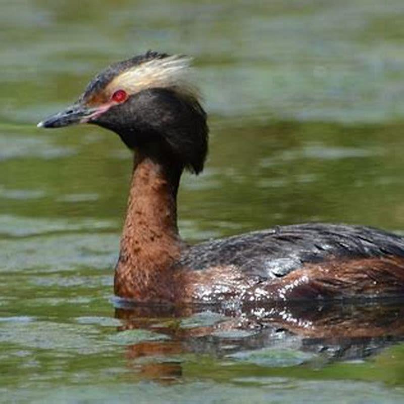 What is a grebe duck?