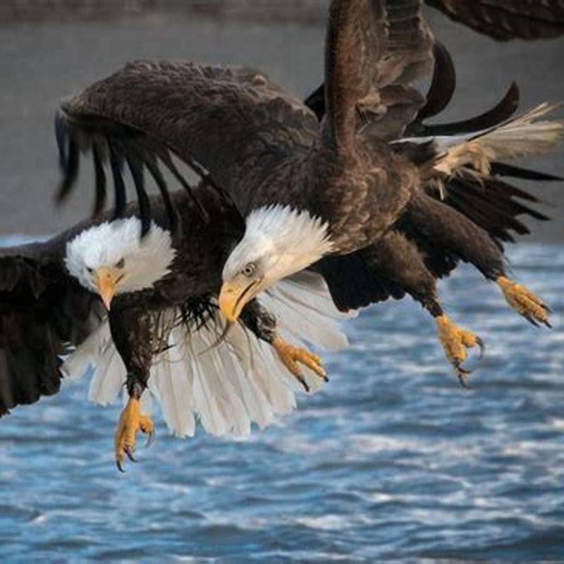 What is a group of Eagles called?
