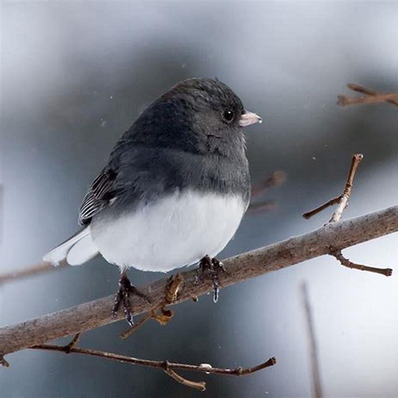 What is a juncos favorite food? - DIY Seattle