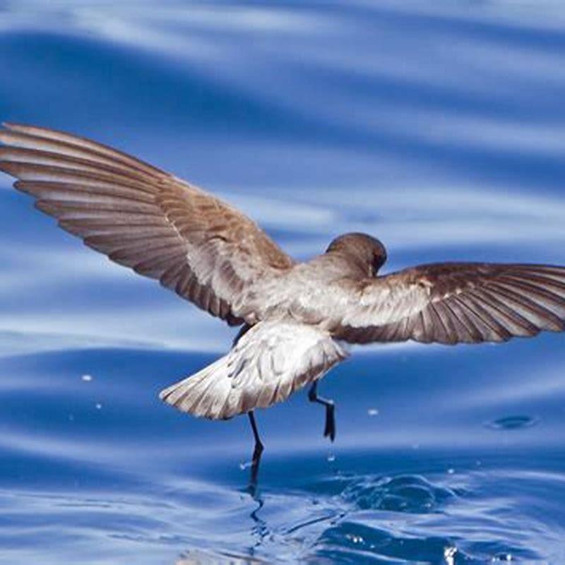 What is another name for a storm petrel?