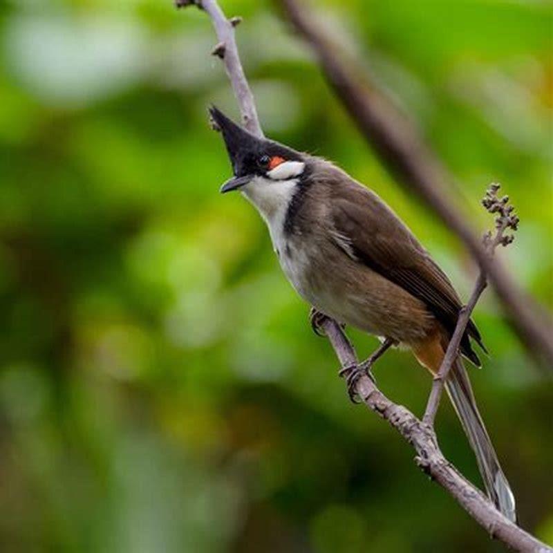 What Is Bulbul Bird Called In English DIY Seattle