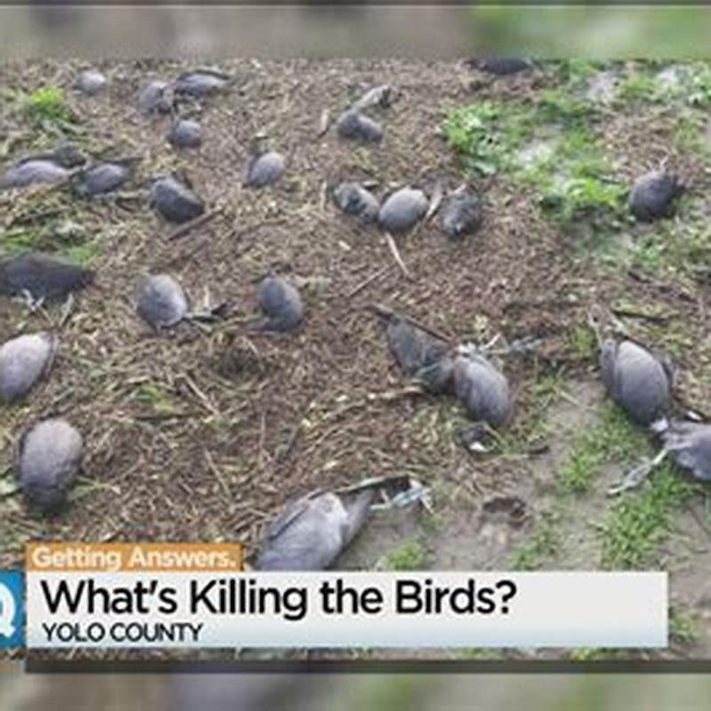 What is happening to the birds?