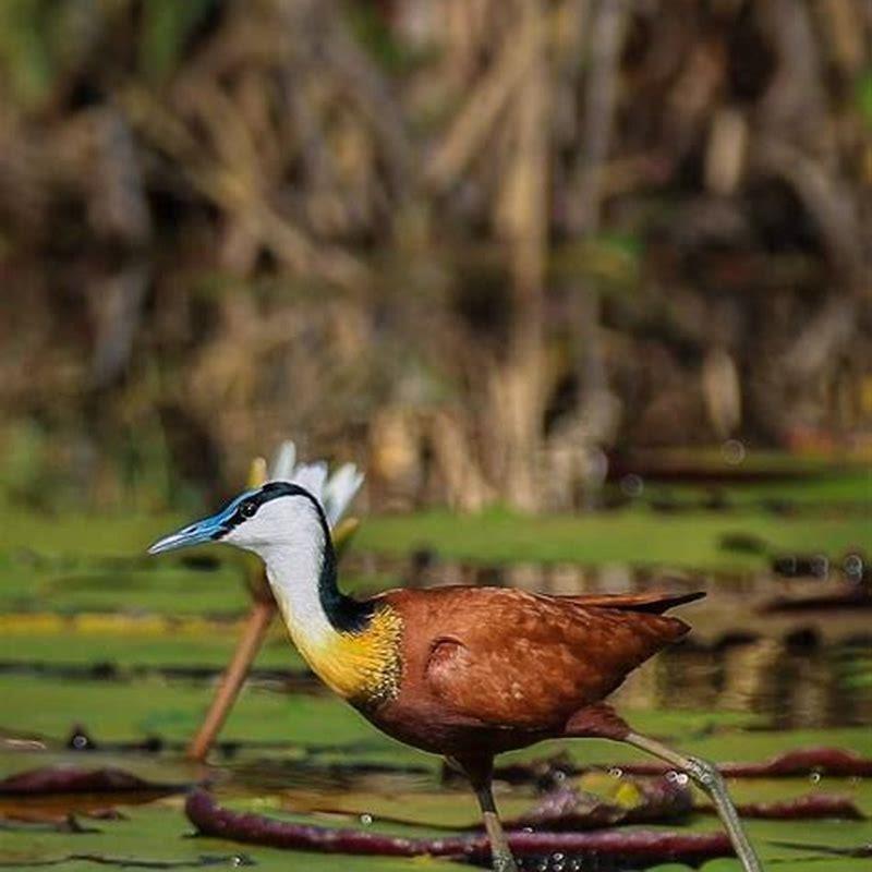 What is interesting about the Jacana birds? - DIY Seattle