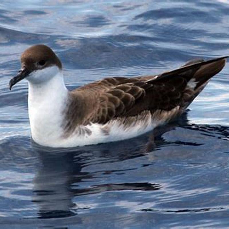 What is shearwater commonly known as?