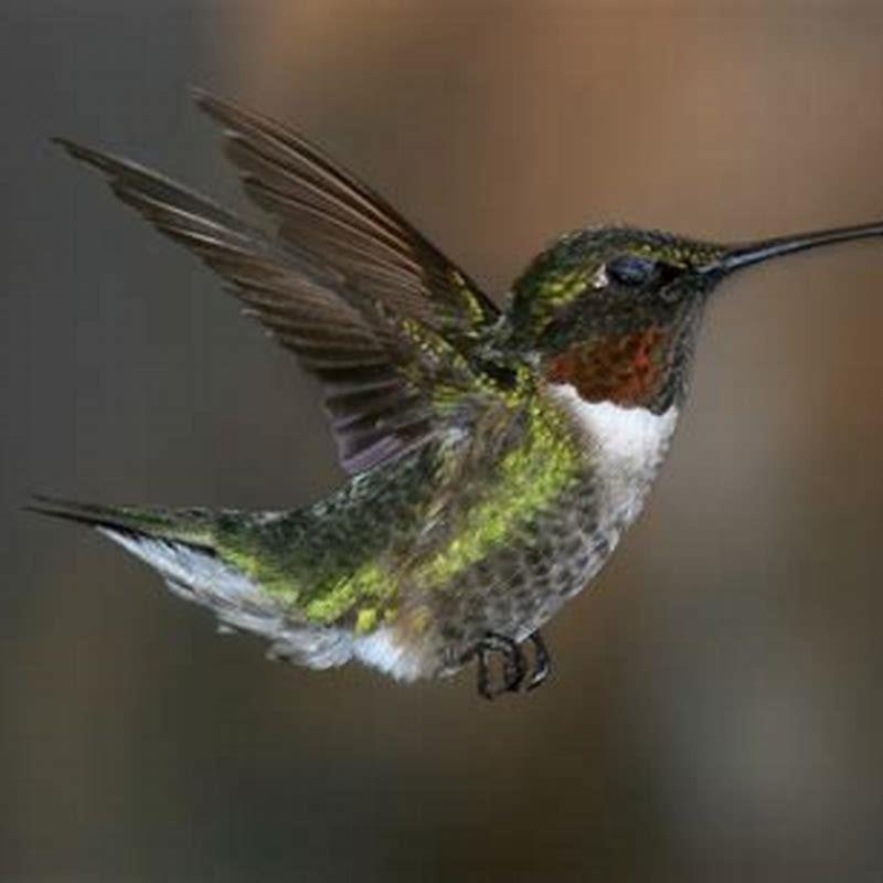 What is so special of the Ruby-throated Hummingbird?