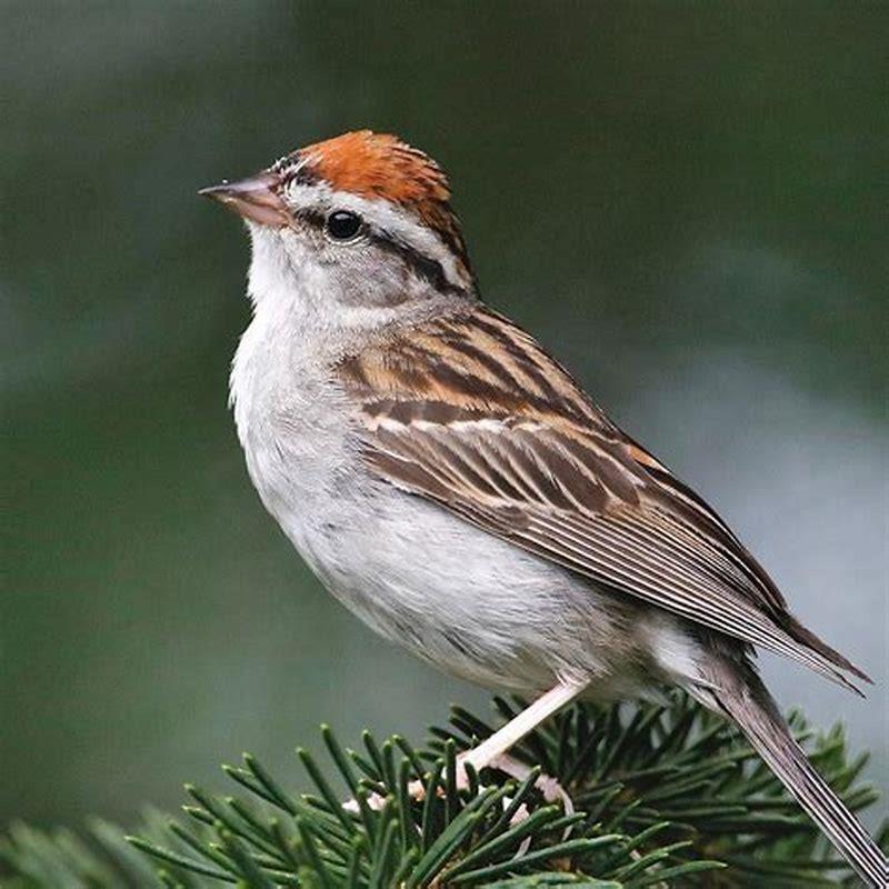 What is sparrow known for?